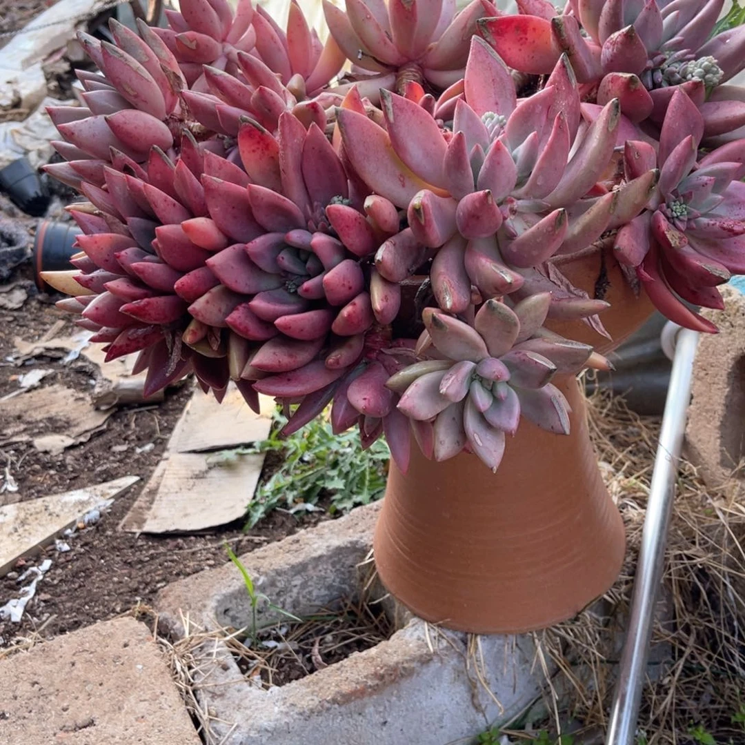 小****友桃花源多肉植物