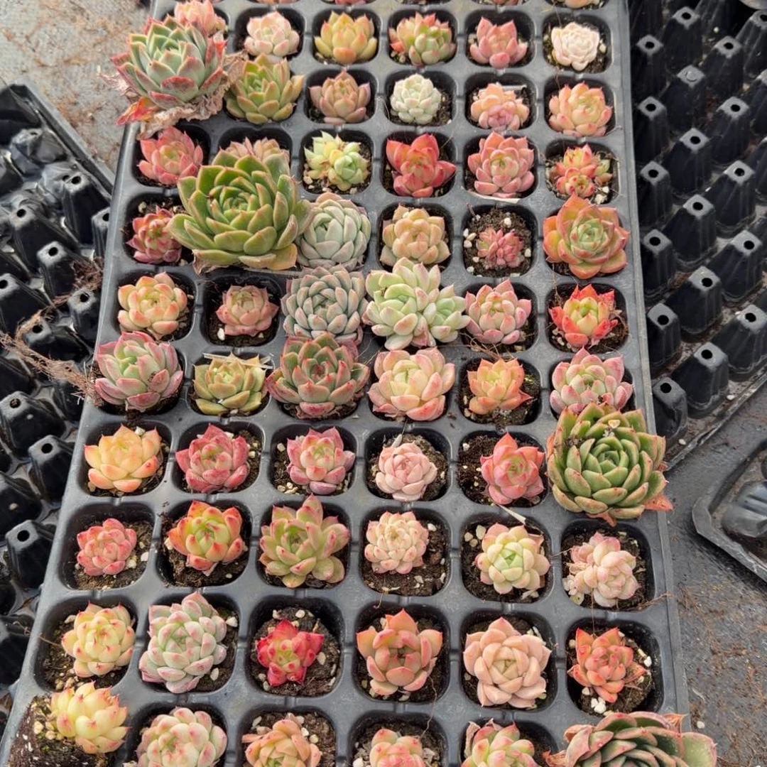 16-15麦秆一盘量拍发货