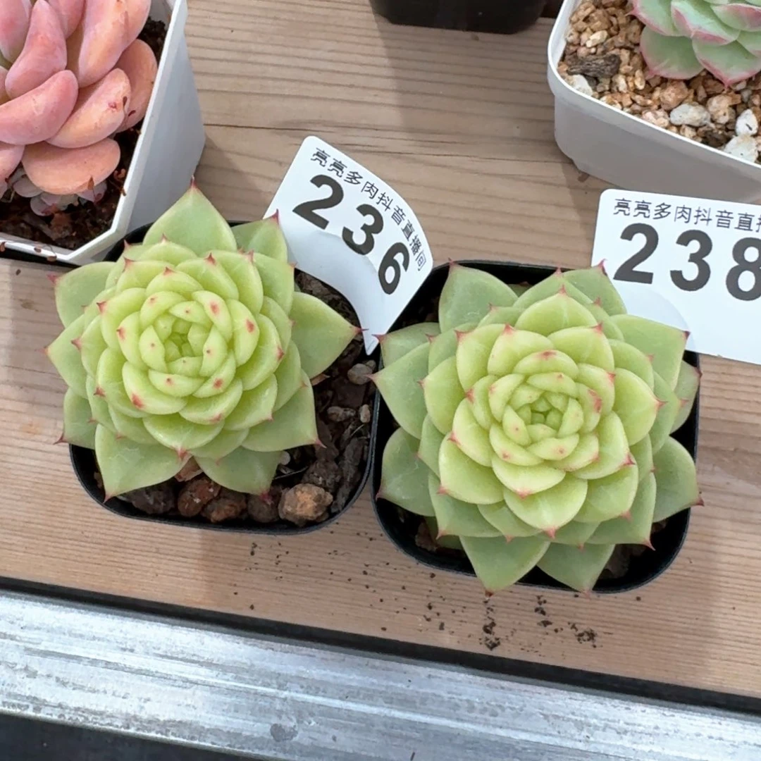 M****0杜若珍妮         多肉植物