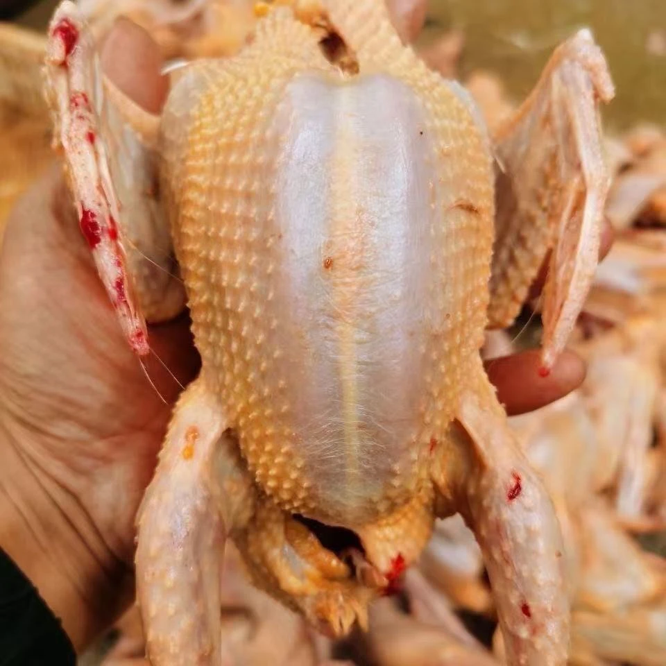 五年老鸽子煲汤【八两到一斤以上】农家散养土鸽子顺丰包邮现宰现杀