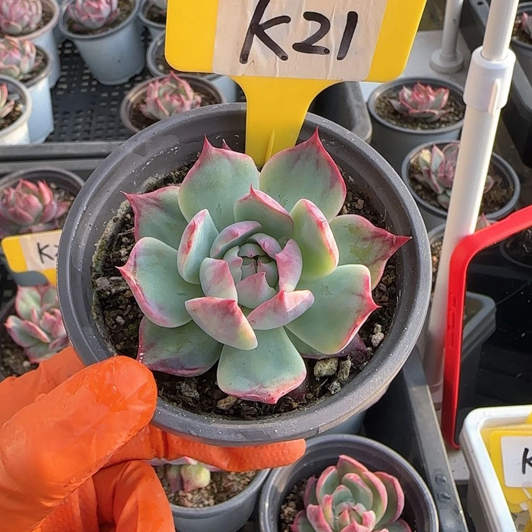 雕***?K21惊鸿单头多肉