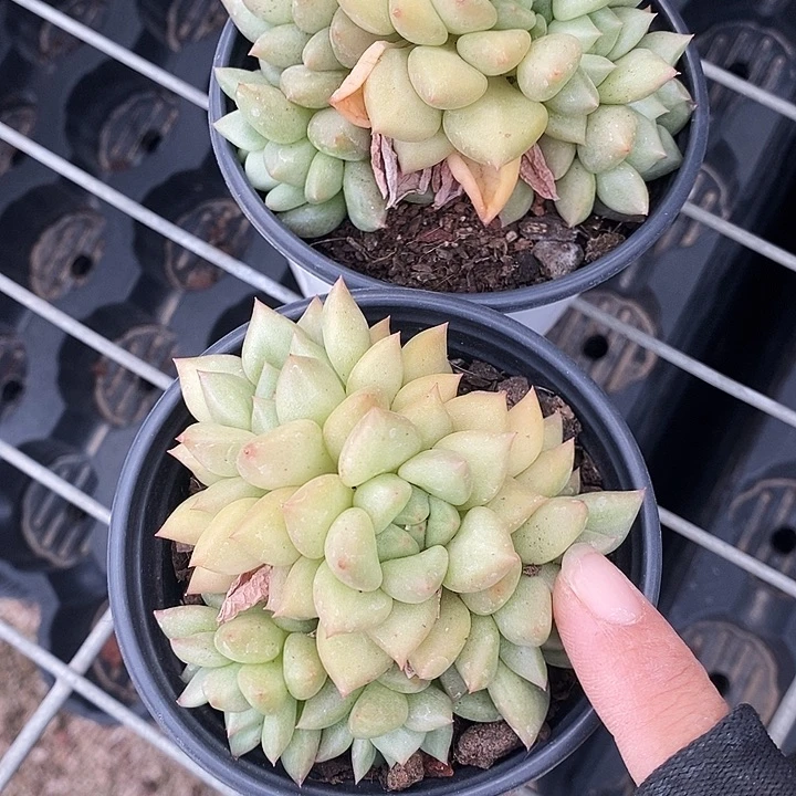 象牙13456778999999“