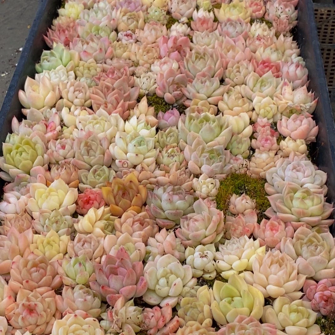 玲*306多肉植物保护研究所所长的介绍