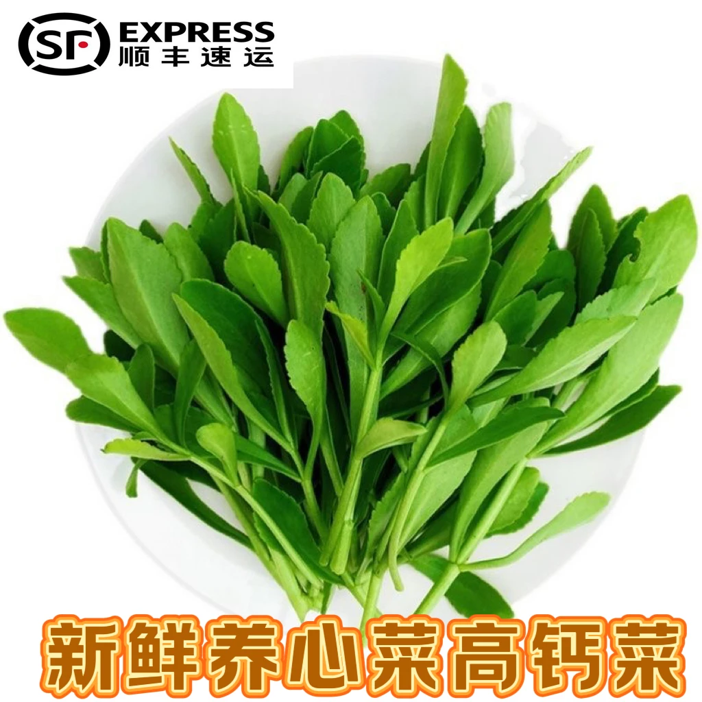【顺丰包邮】食用养心菜养心菜高钙菜费菜景天三七生吃蘸酱沙拉涮锅