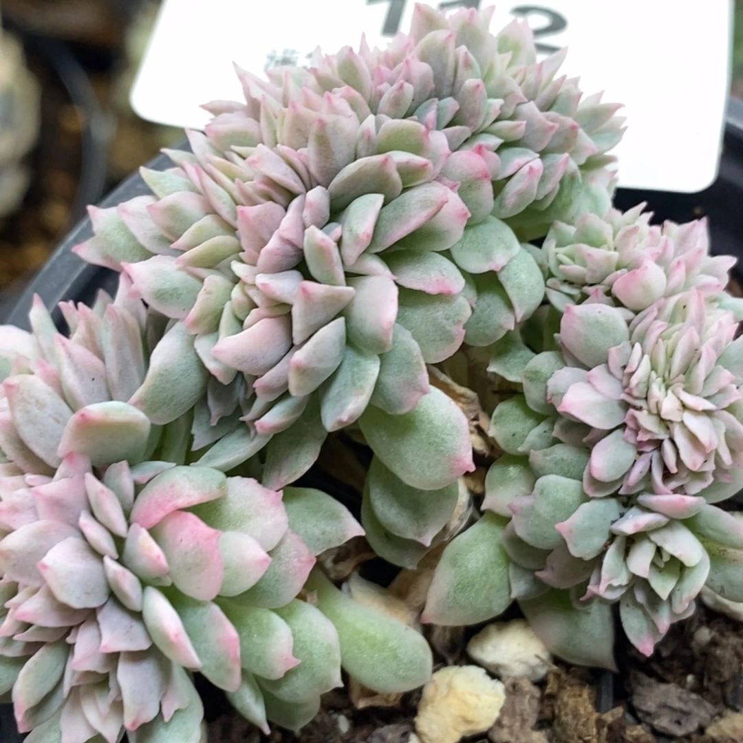 112蓝安娜锦 小方花圃一物一拍