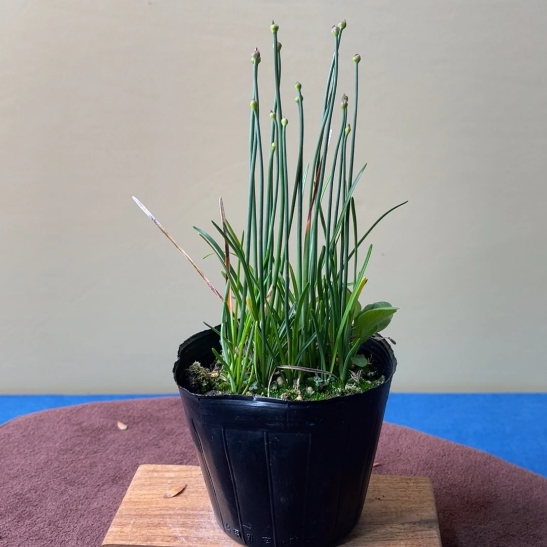 完全开放盆栽植物