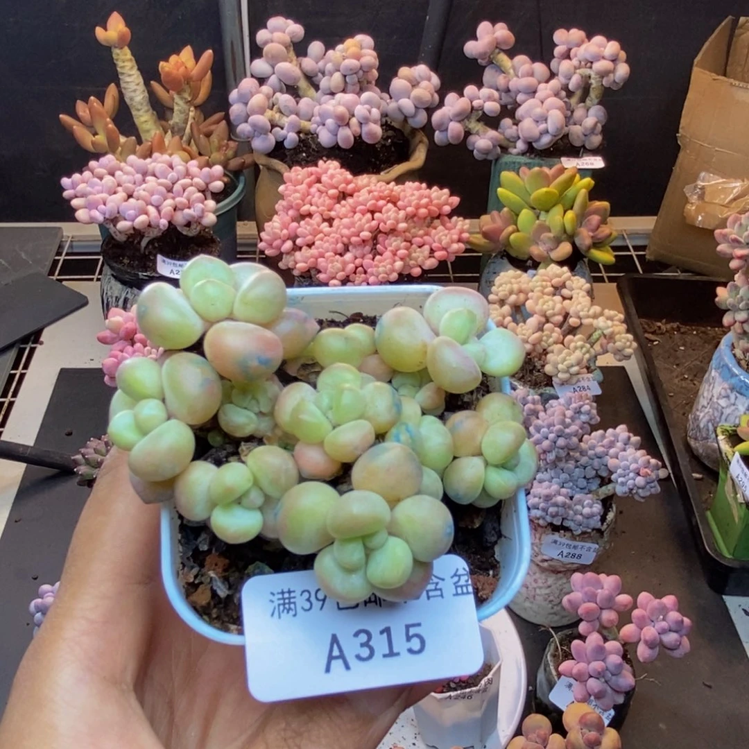 315萤火虫多肉7cm