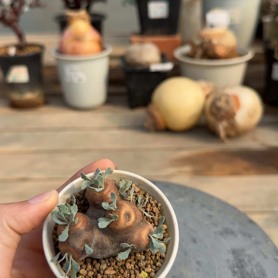 139格加厚敦菊不带盆