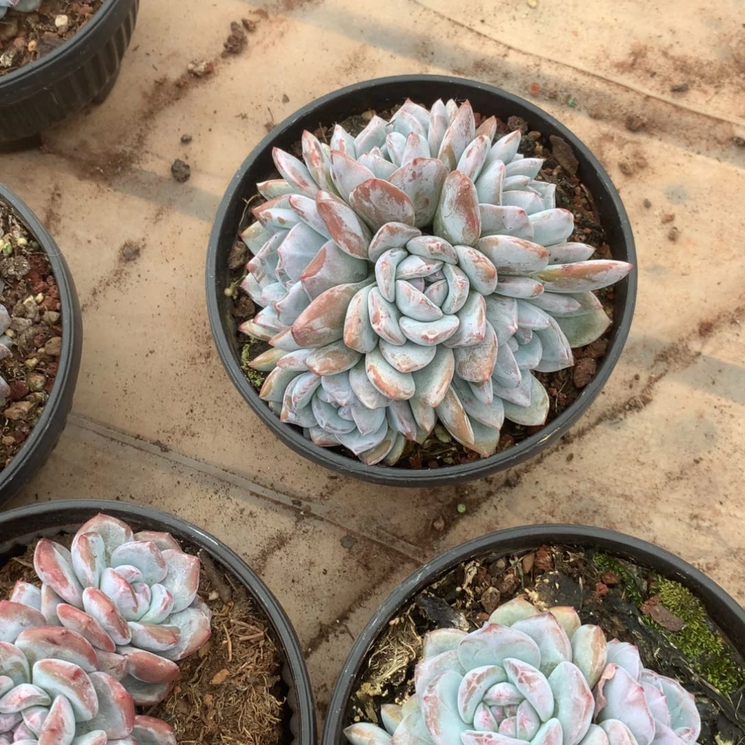 无花朵无砍花花花花花花花花31