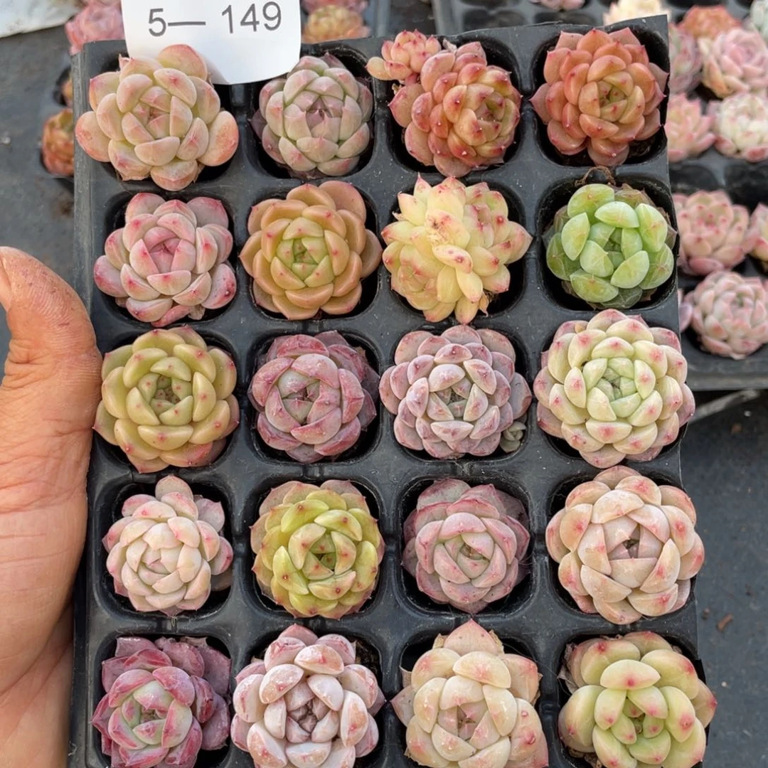 一物一拍20棵小苗5-149