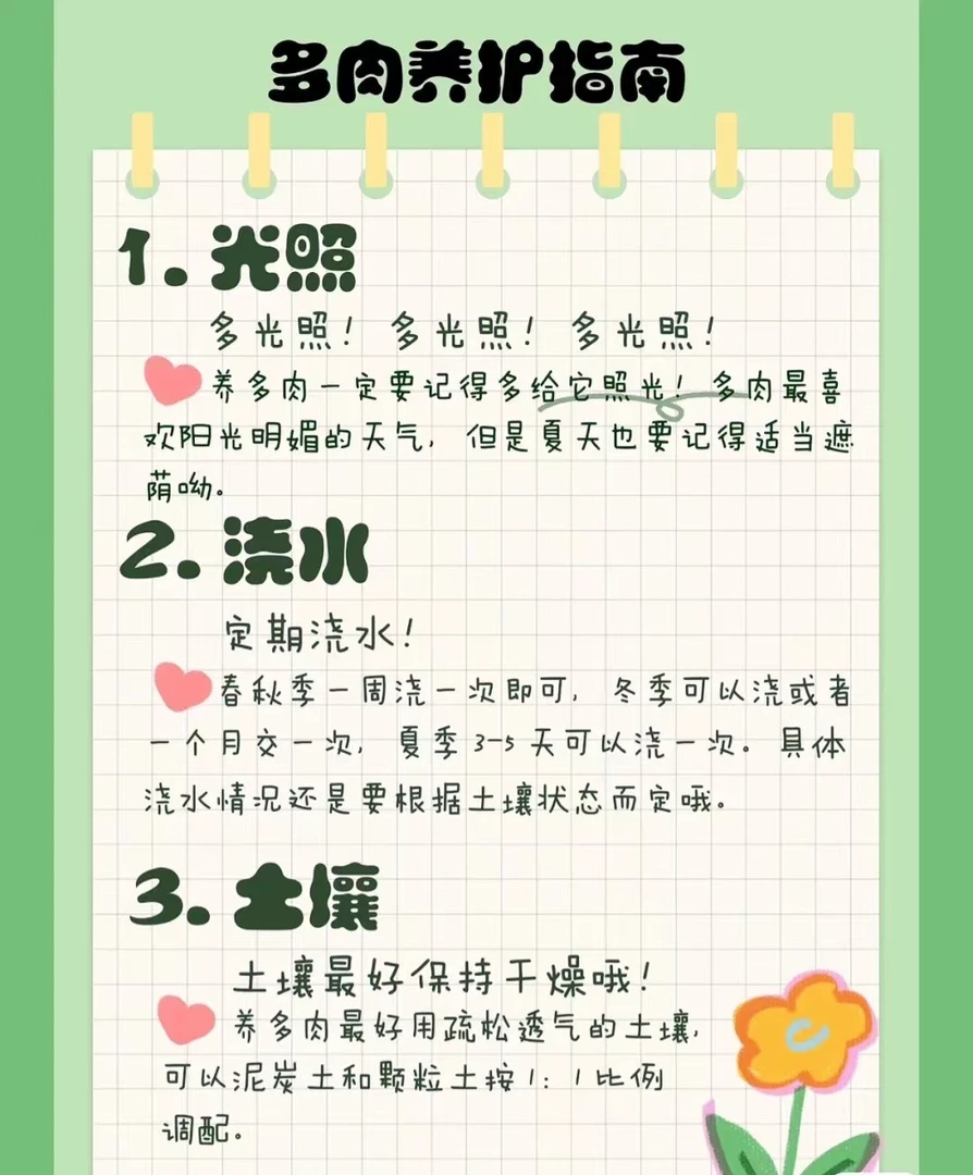 优选糖心多肉 拍一发二（满18包邮）