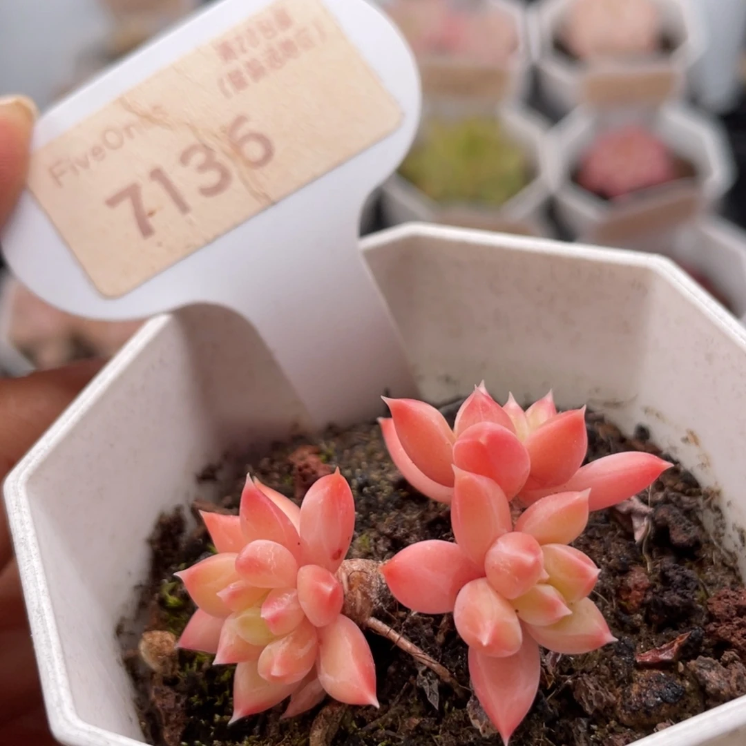 甲骨文7136-4.0厘米