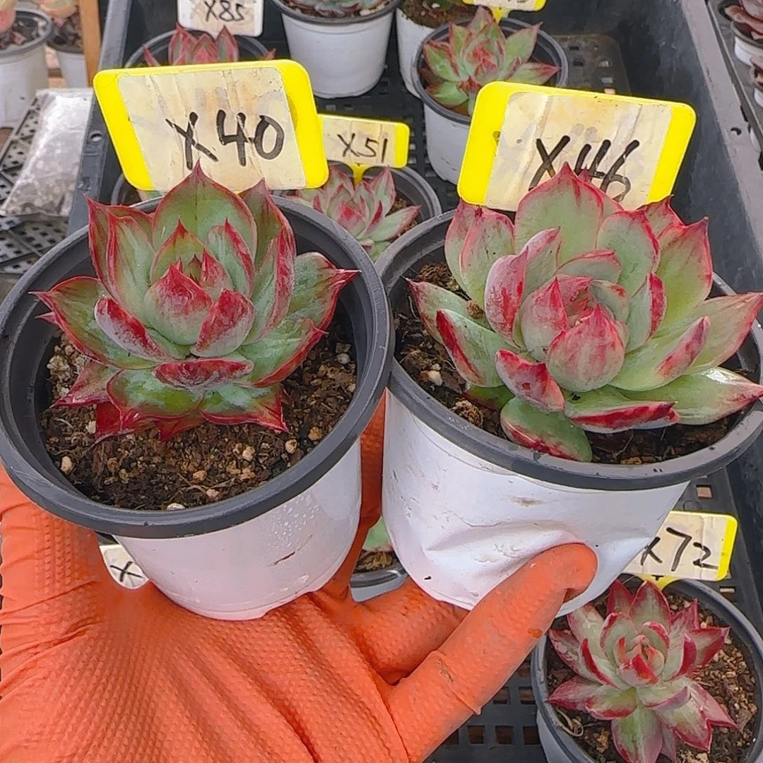 文*文X40、46 惊鸿仙子多肉植物