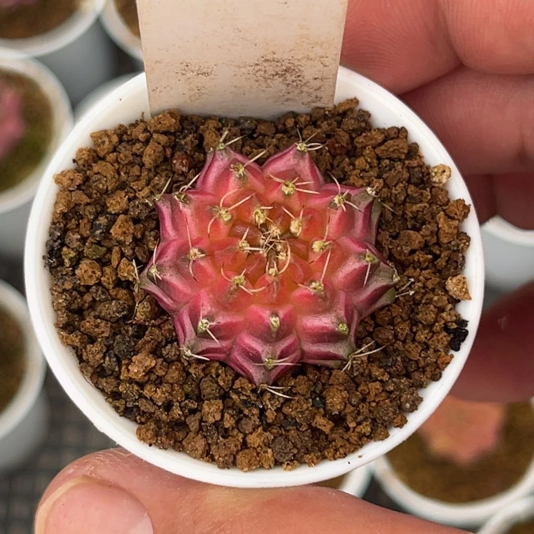 老***花719实生轮回带盆带土