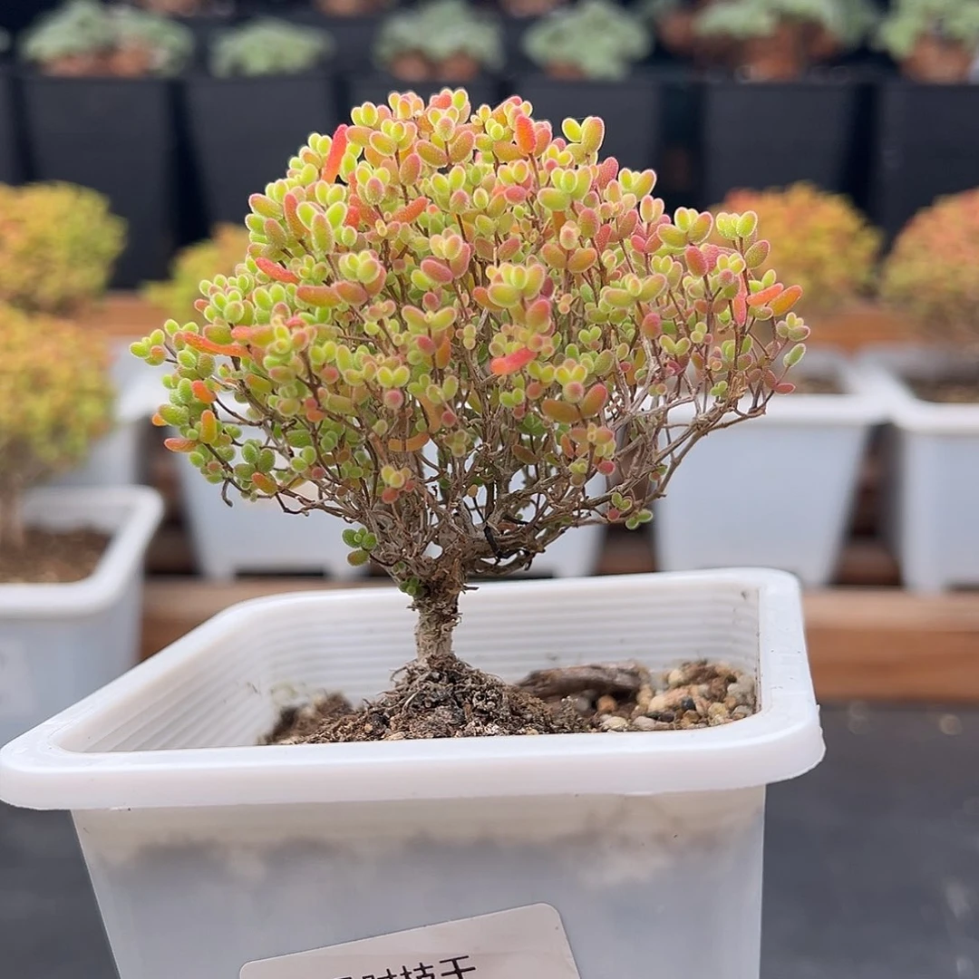 142号密橘糖球12.7多肉