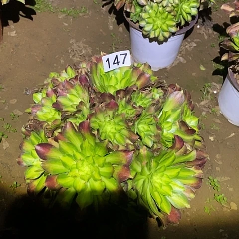 根*多肉植物法师147韶华