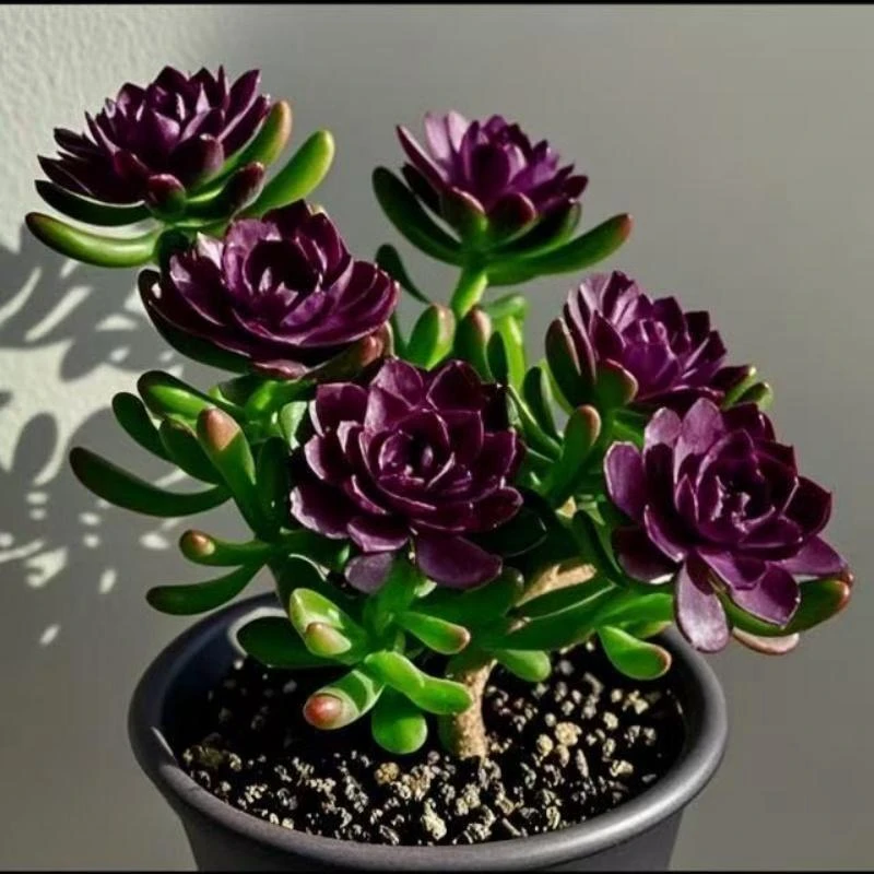 耐寒浓香懒人好养重瓣花紫月寒阳台室内四季开花庭院多肉花卉盆栽