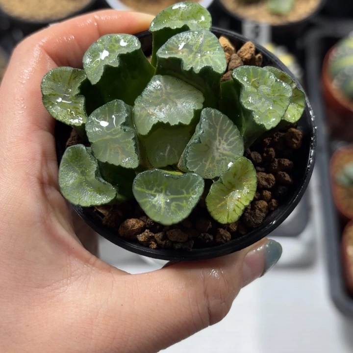 红纹大镜万象多肉植物
