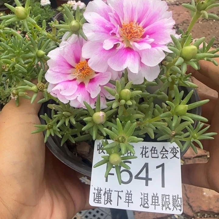 无花朵F641超小苗盆口10cm