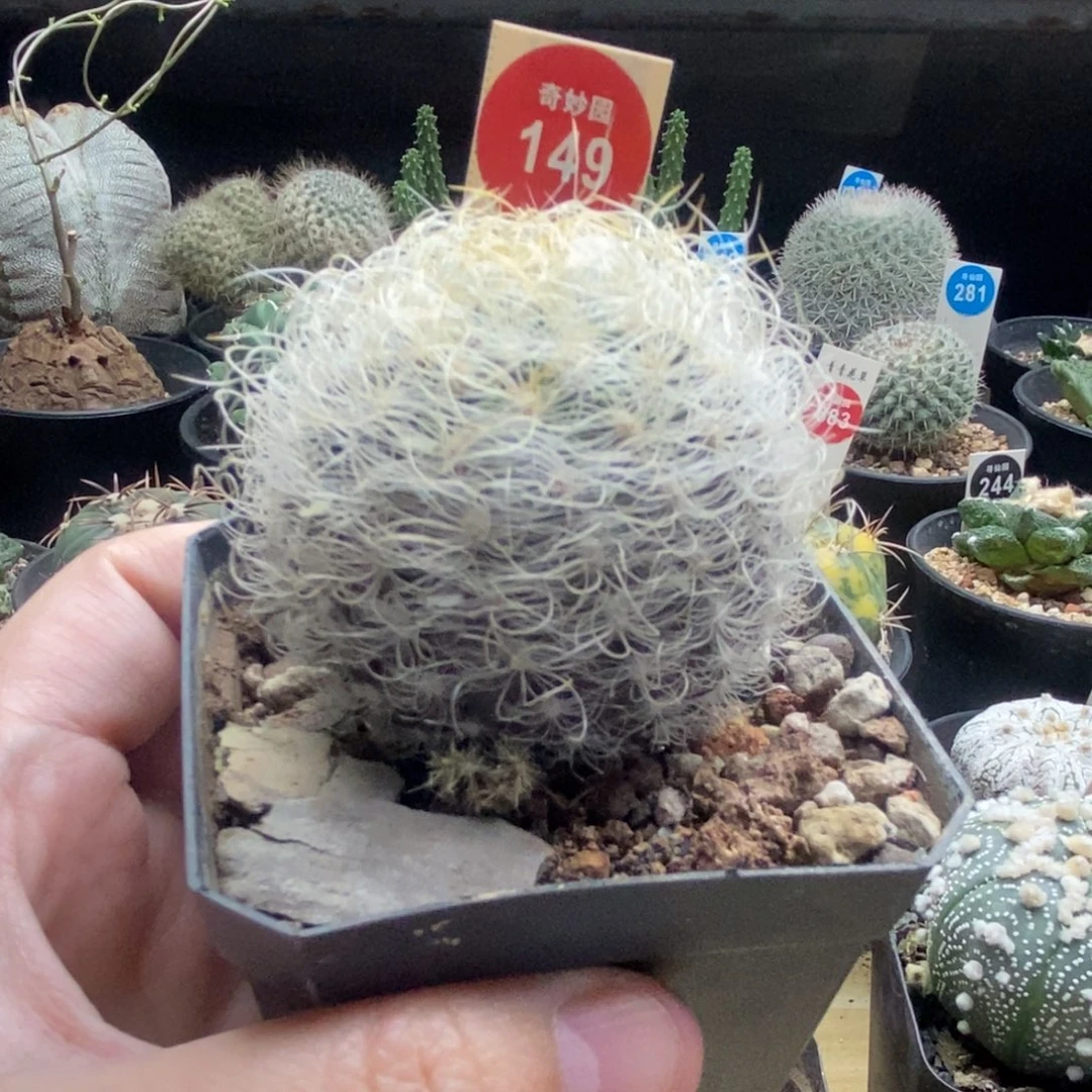 实生白翁玉5.3cm一棵仙人球