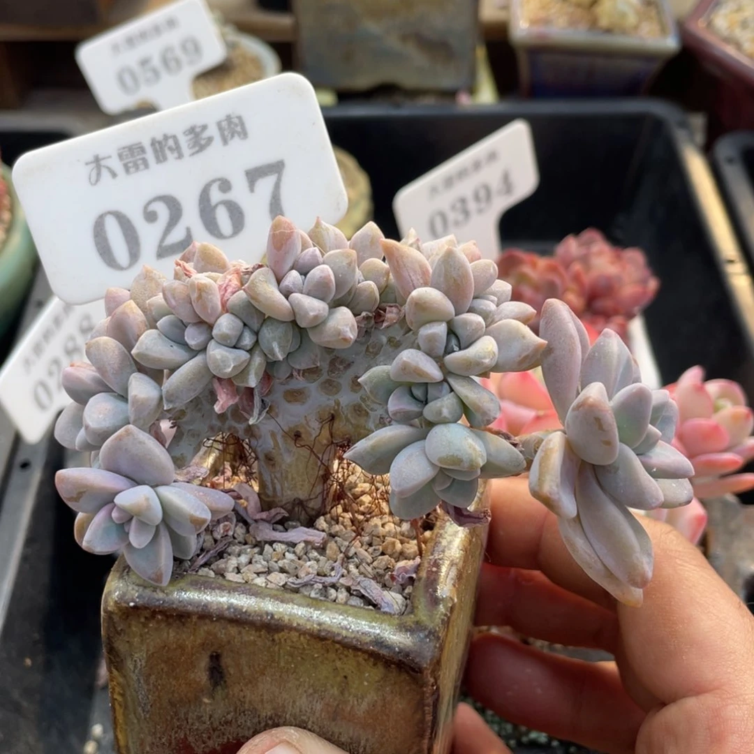 0267淡雪不带盆10厘米