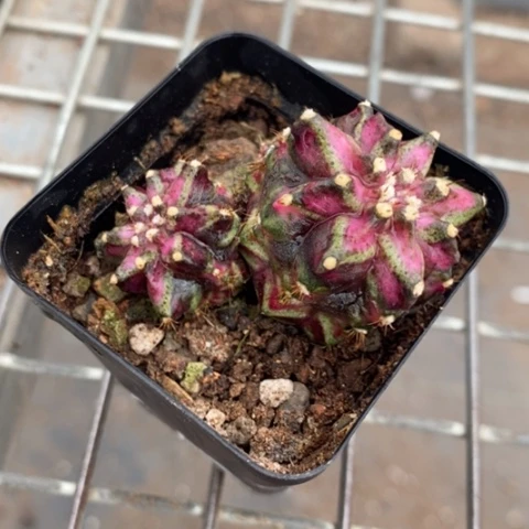 海神锦双头5仙人球