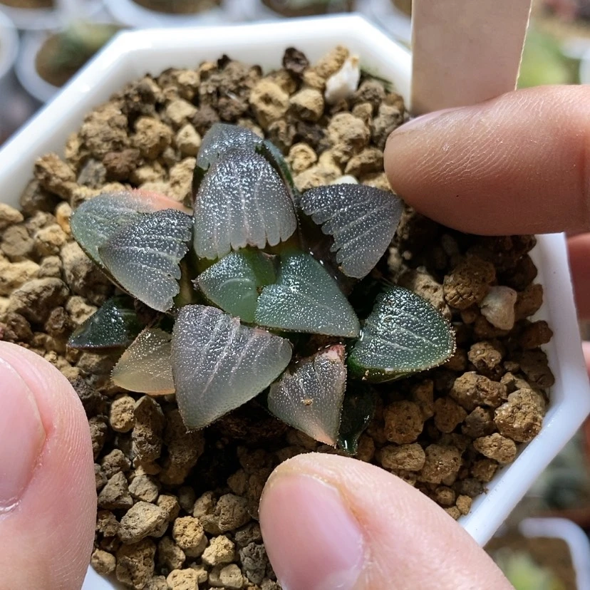 【闪购商品】小**儿189春春