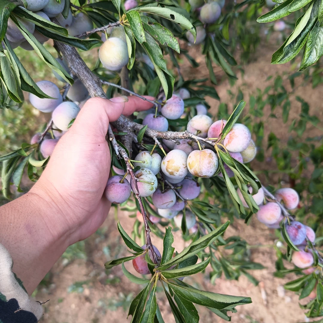 湖北恩施高山脱骨烤肉脆红李新鲜现摘脆甜多汁应季水果