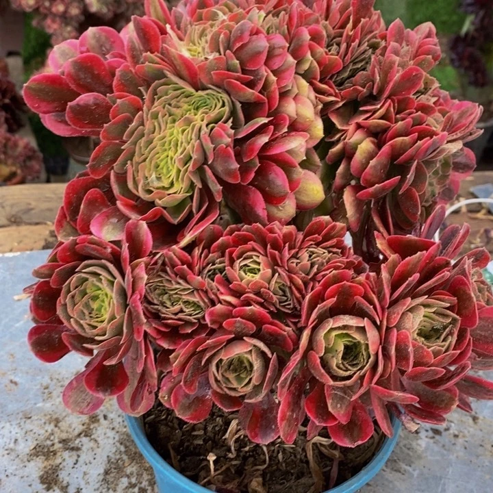 香妃缀化多肉1颗