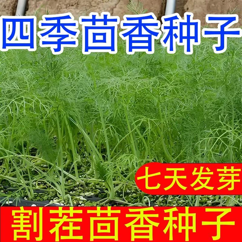 【茴香种子】小茴香种子 谷香佐料种子四季播种蔬菜阳台盆栽种子