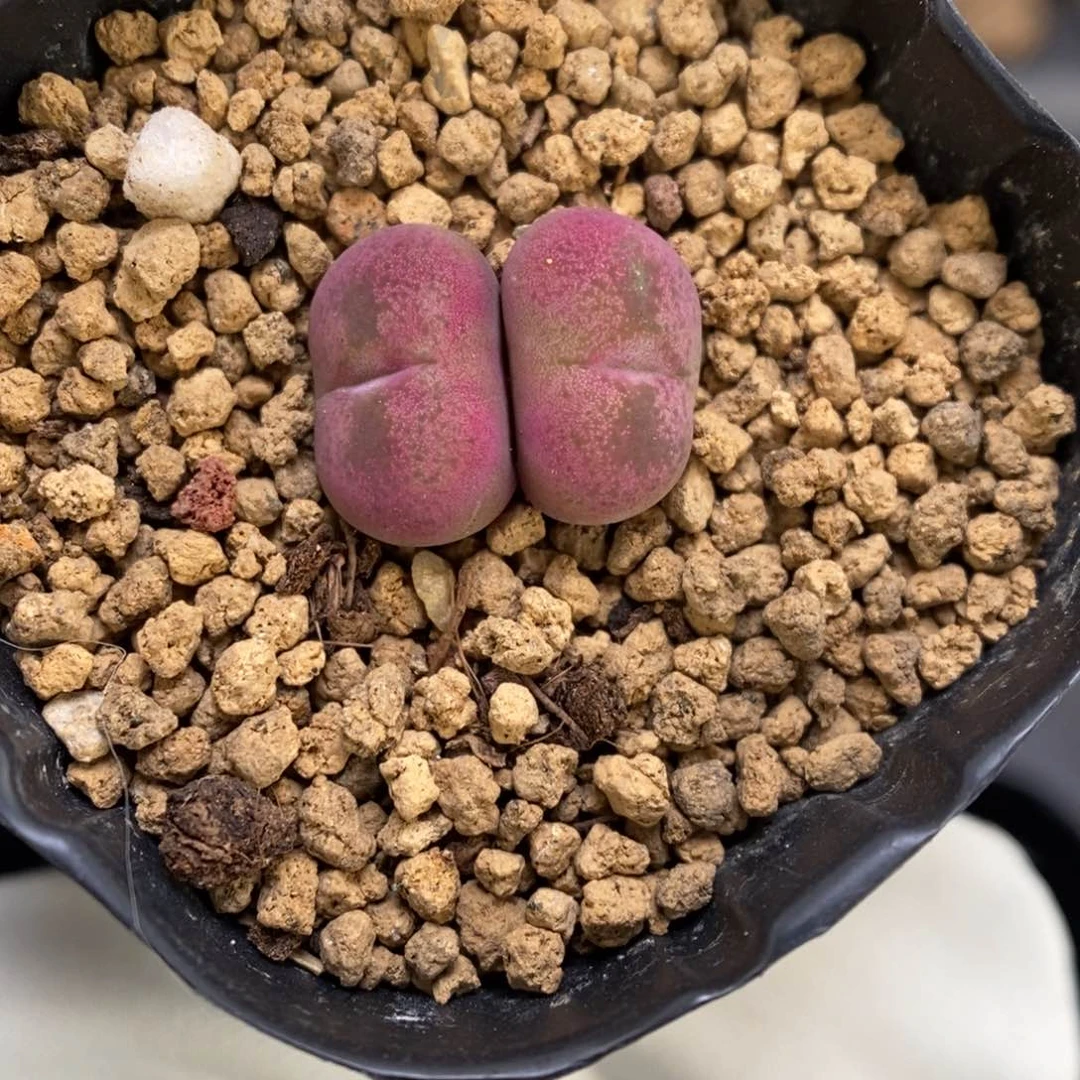 多肉植物肉锥杂交K-3544