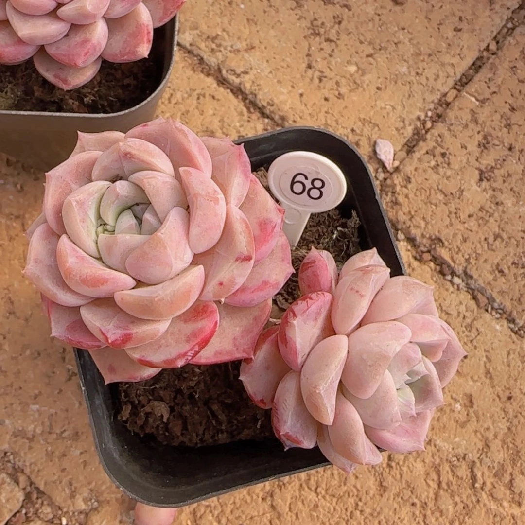 花斑鹿双头老装精控