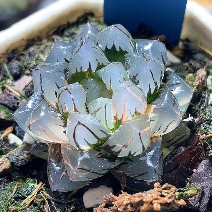 878水中月锦特选福利