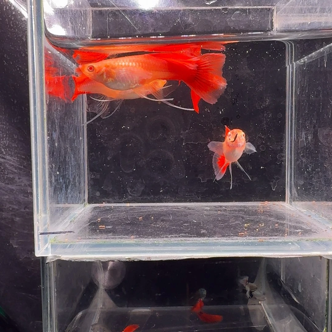 孔雀鱼血红大C3母1公