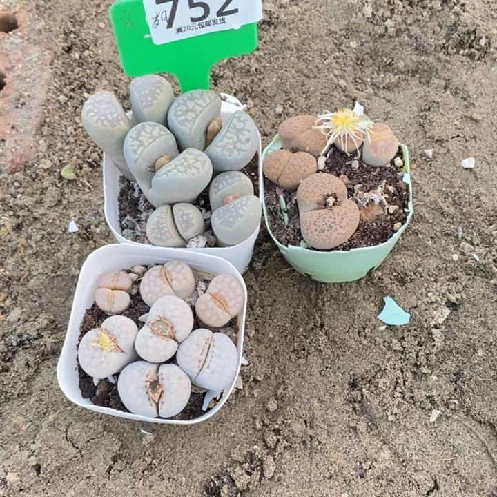 岁***好生石花等植物的生长752