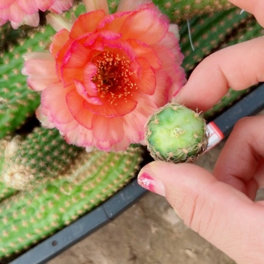 48丽花金牡丹歪无根侧芽3公分左右