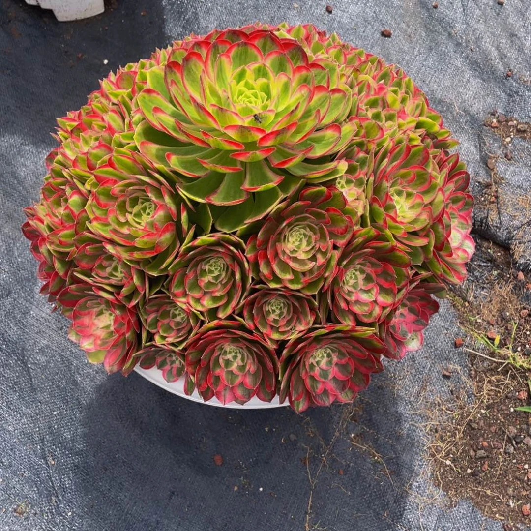 荷***田【孔雀翎】群生多肉植物万圣节变异老桩大手捧