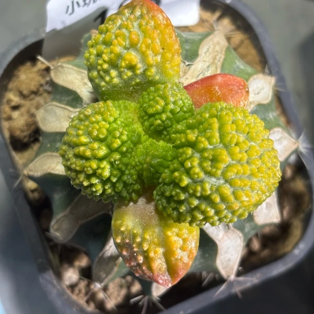 183 大尤哥斯拉锦 仙人球