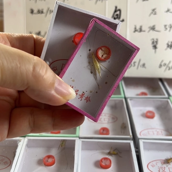 一只长须野大黄➕一只长须紫竹蛉