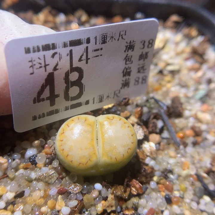 精品生石花214.48