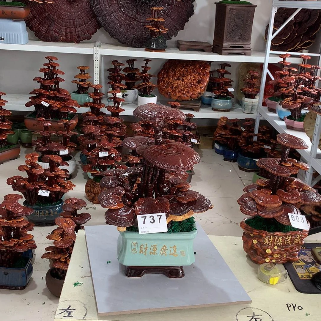 梵***谷全部花朵888888888888