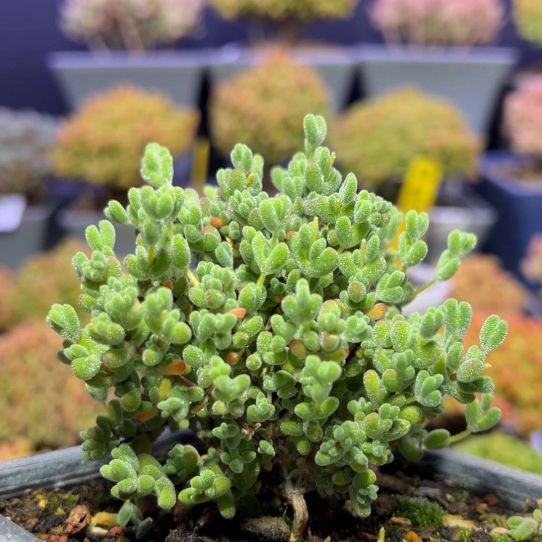 【闪购商品】d582莱斯过年价