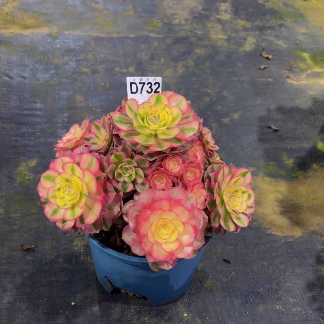 陈***师73200倾城福利一颗