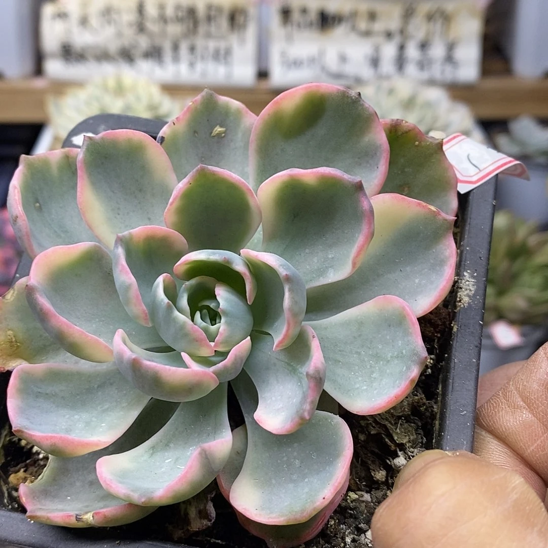 03131 雨滴锦多肉