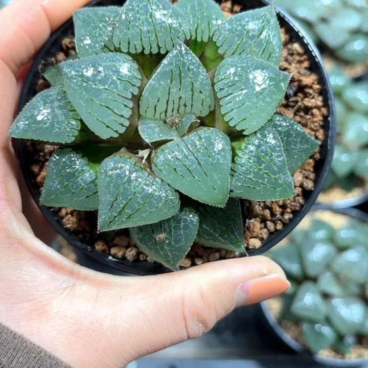 母本香瓜岛多肉植物