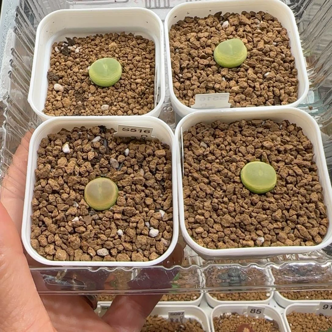 ****）肉锥多肉植物组合-1537