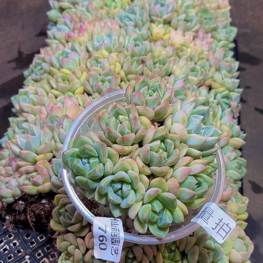 760量拍一盒保底9颗