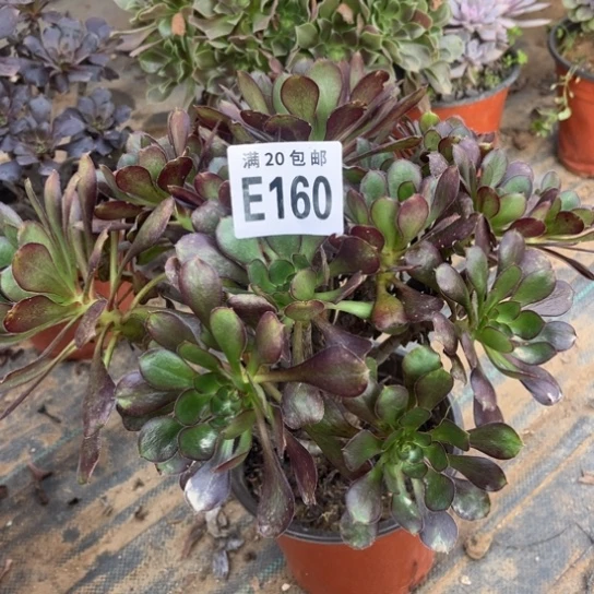 160三色元叶不包断枝