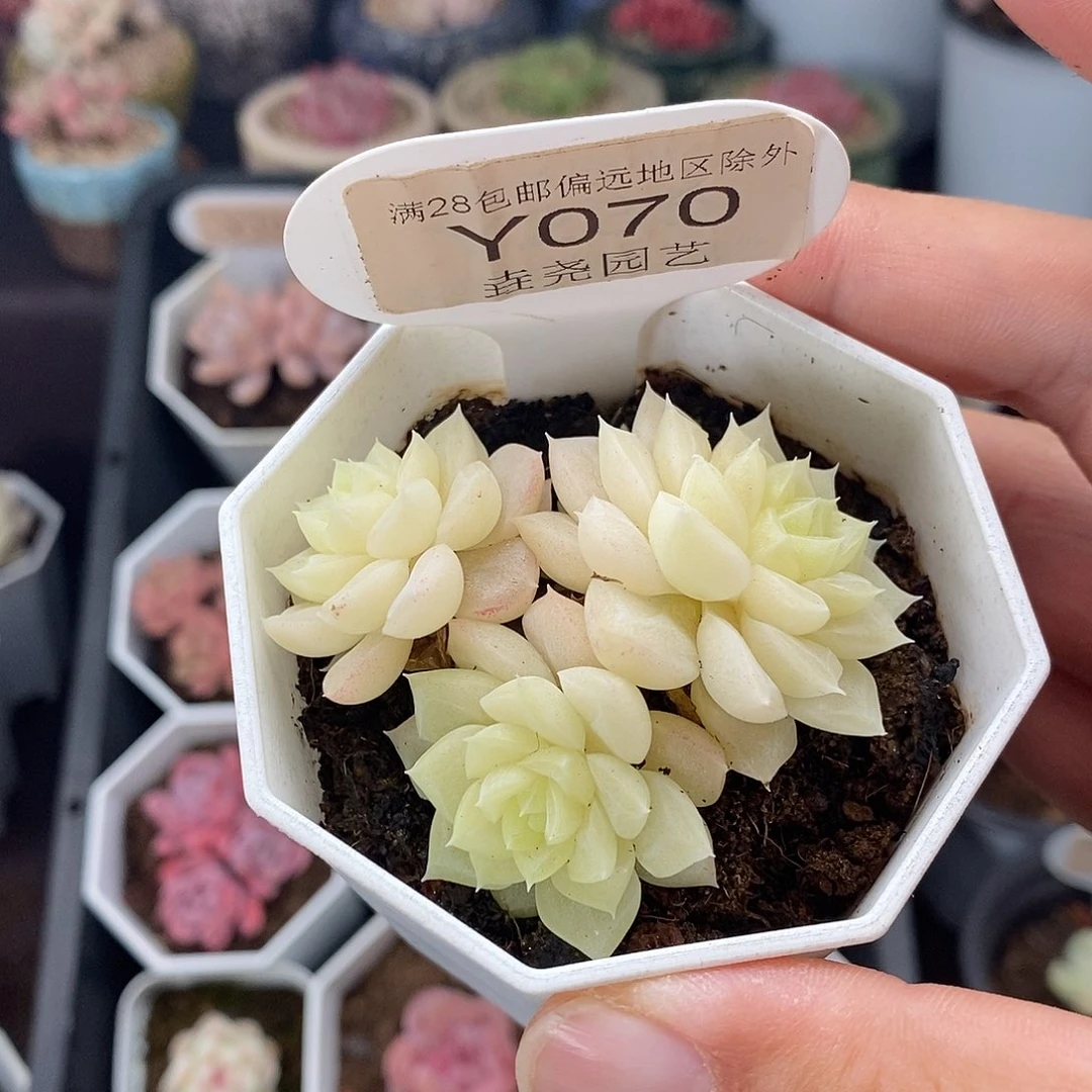 0070 白天鹅 5.5cm