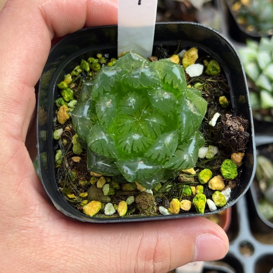 7巨大化翠云玉露锦一物一拍